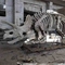 Replika Tengkorak Dinosaurus Ukuran Hidup Luar / Dalam Ruangan, Replika Fosil Dinosaurus