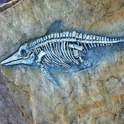 Harga yang bagus Pusat Perbelanjaan Replika Tulang Dinosaurus, Tengkorak Fosil Dinosaurus Replika on line