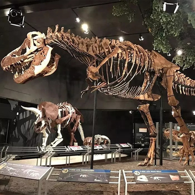 Harga yang bagus Replika Kerangka Dinosaurus Tahan Cuaca / Replika Tulang Dinosaurus on line