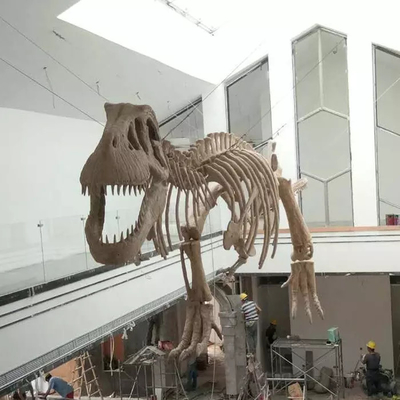 Harga yang bagus Replika Kerangka Dinosaurus Remaja Umur 12 Bulan Garansi on line