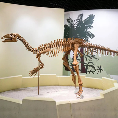 Harga yang bagus Shopping Mall Ukuran Replika Kerangka Dinosaurus Fosil Tengkorak Dinosaurus Dapat Disesuaikan on line