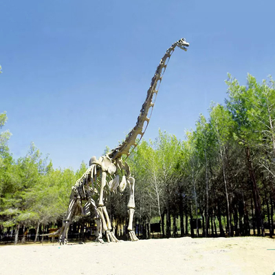 Harga yang bagus Replika Kerangka Dinosaurus Realistis / Replika Dunia Jurassic Untuk Dalam Ruangan on line