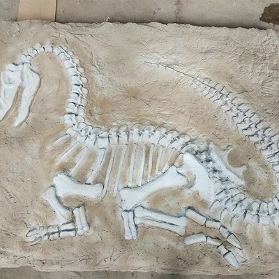 Harga yang bagus Replika Dinosaurus Ukuran Hidup , Fosil Dinosaurus Replika Untuk Kegiatan Bisnis on line