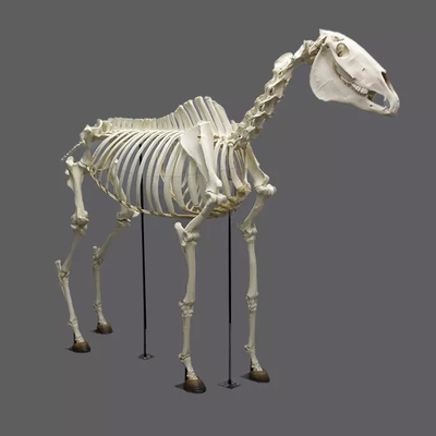 nama