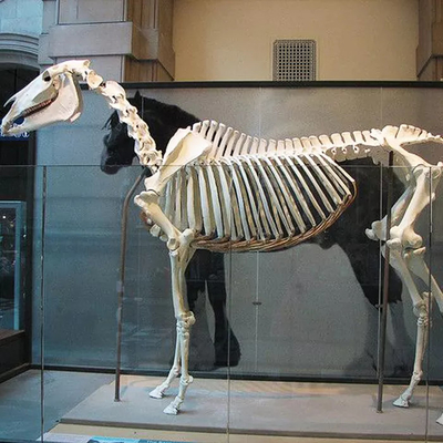 nama